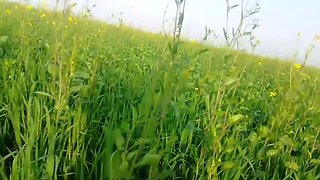 Abida Parveen Gets Fucked Hard in Khet, Then Stopped When Someone Comes