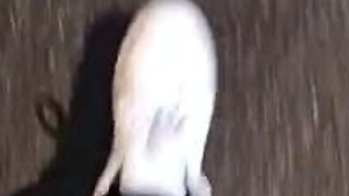 Amateur Horny Blonde Masturbates with Beer More webcamgirls