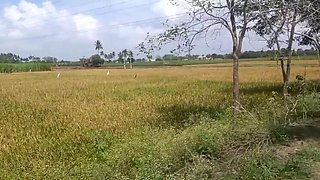 Tamil village housewife Priyanka314 shows off her big boobs in homemade video