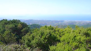 Horny couple enjoing wild fucking in the woods