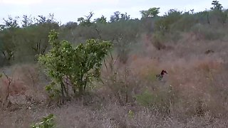 My EBONY EX GF came back to swallow my white cock