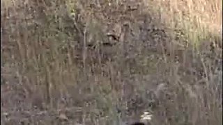 Recent Fresh Indian viral fuckfest