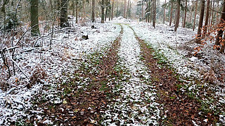Naked Through the Woods and Beating Breasts Warm